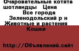 Очаровательные котята шотландцы › Цена ­ 2 000 - Все города, Зеленодольский р-н Животные и растения » Кошки   